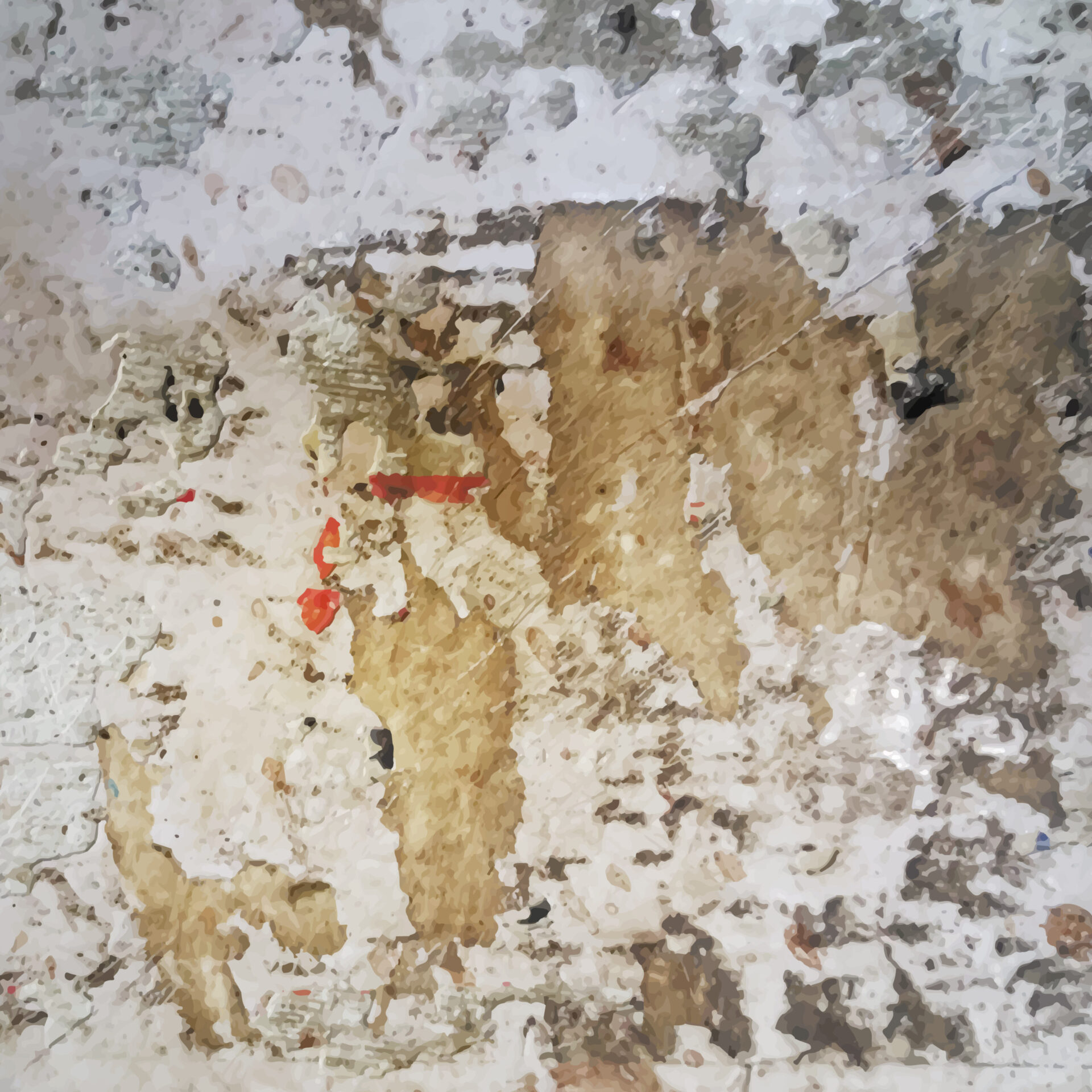 Mould stain removal
